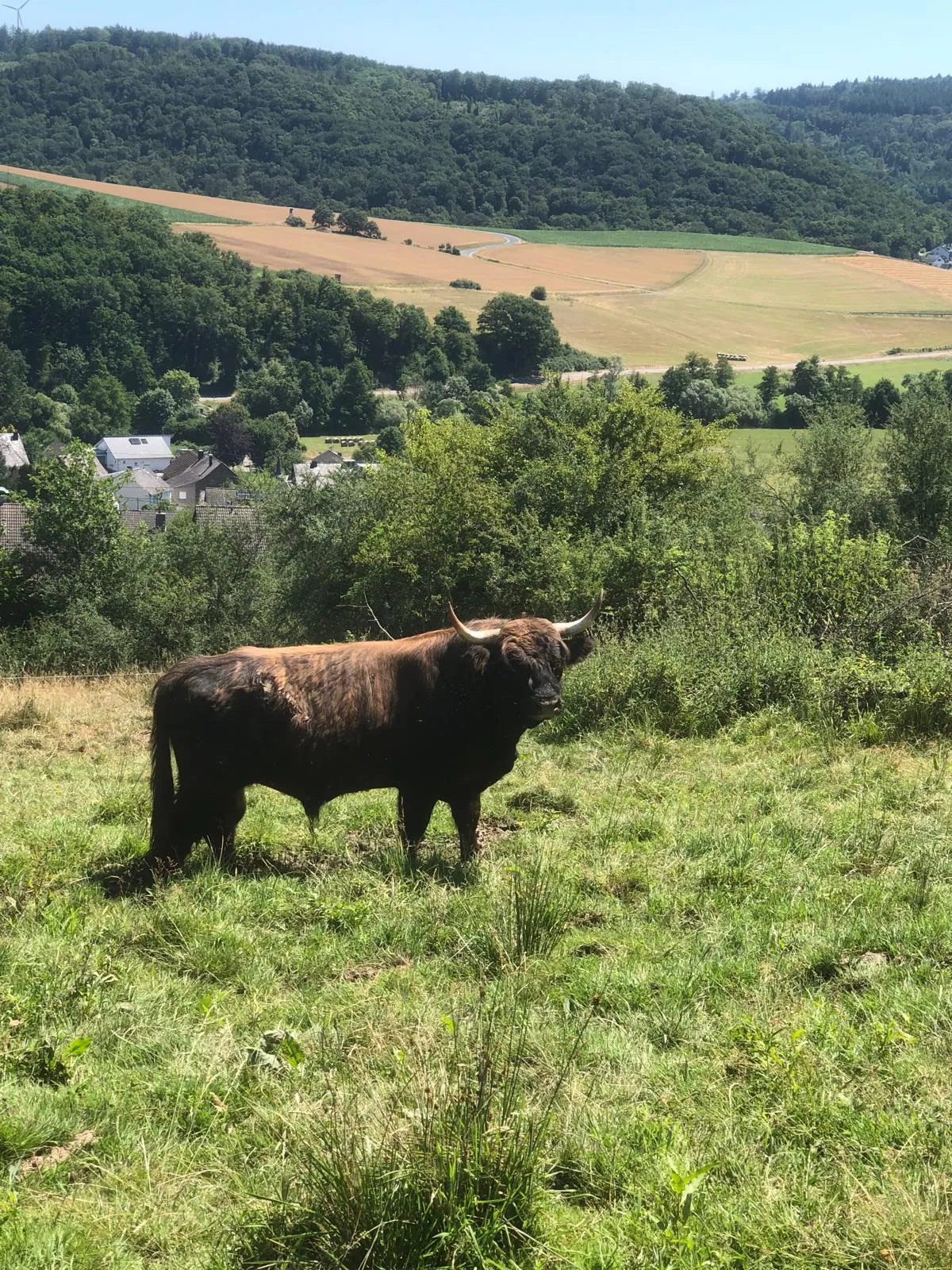 Highlandrinder in der Landschaft rund um den Gelbachhof