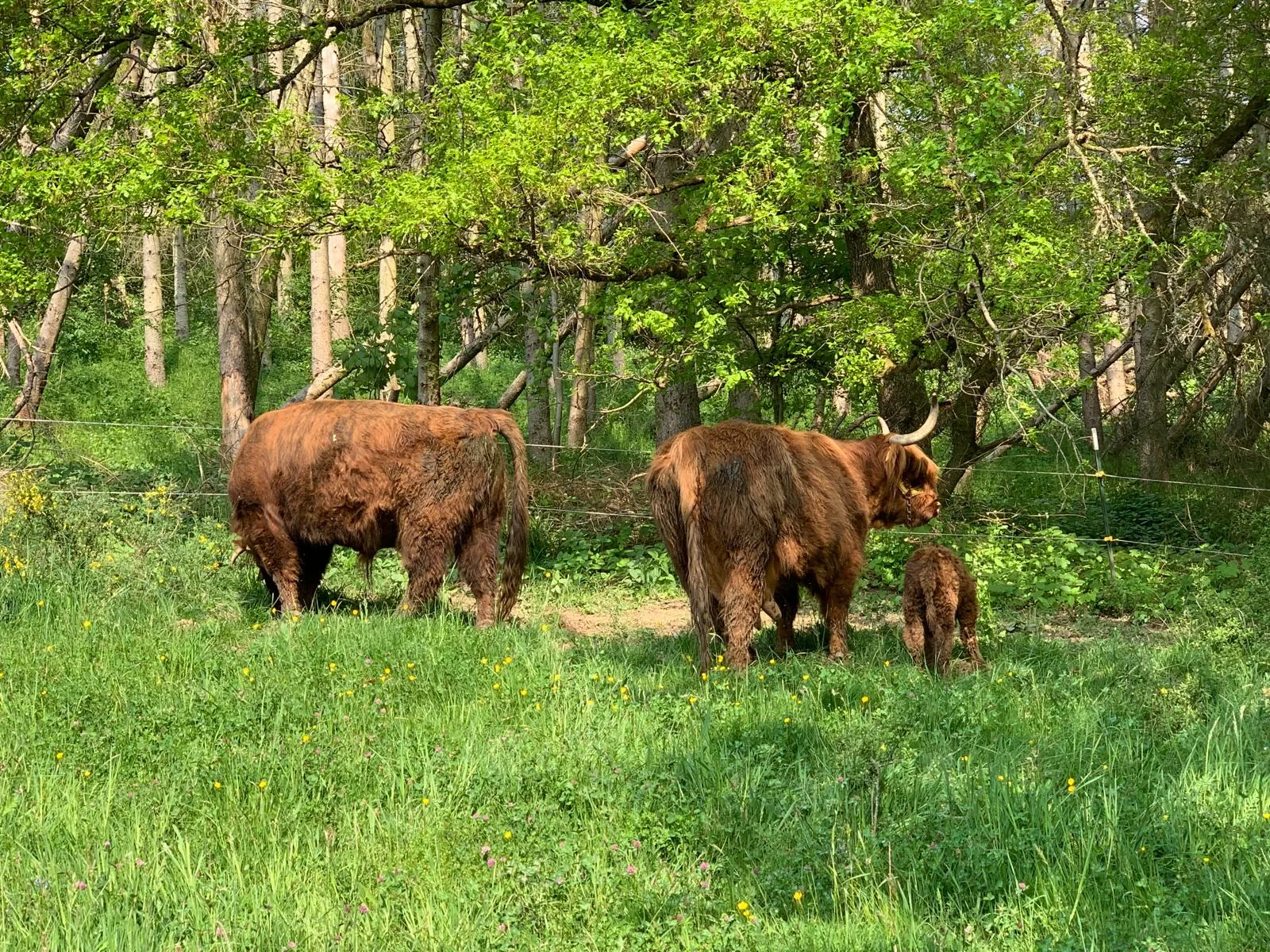 Highland Cattle auf den Weiden des Gelbachhofs