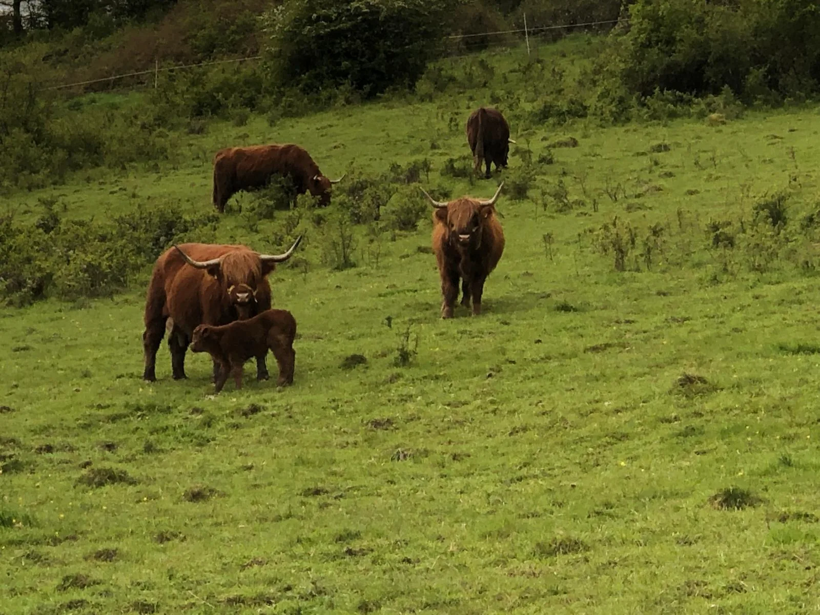 Highlandkuh mit Kalb auf dem Gelbachhof