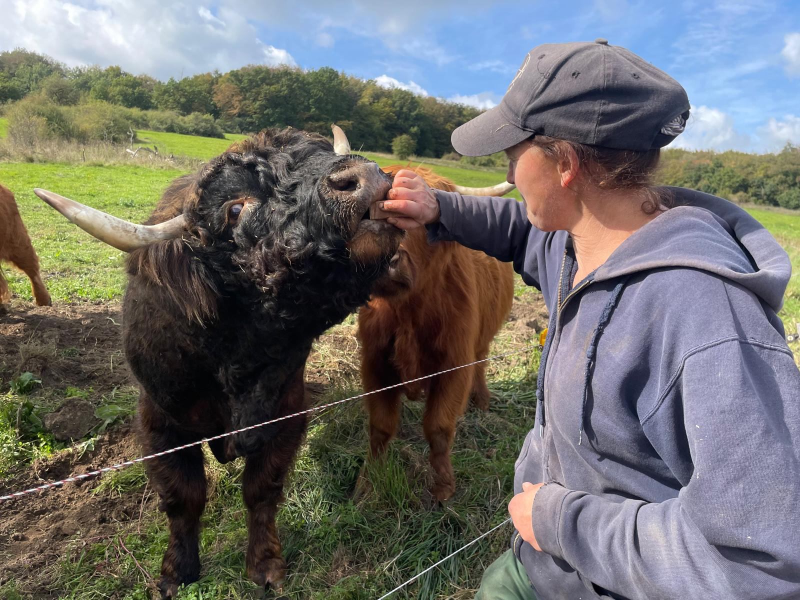 Vertrauensvoller Umgang mit einem Highlandrind auf der Weide